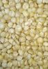 Non GMO white and yellow maize for Human and animal feed.