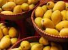 Fresh Mangoes for sale