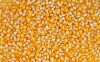 Yellow Corn /Maize