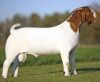 Boer Goats