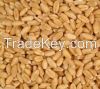 HARD DURUM WHEAT NON-GMO. USA/Mexico Origin.