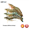 Shrimp (Penaeus)
