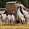 Pure Bred Boer Goats