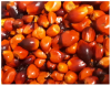 High Quality Palm Kernel Shell Nuts At Moderate Price