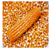 Dry Yellow Corn For Animal Feed Wholesale