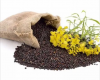 Wholesale Canola Seed & Rapeseed Rape Seeds