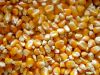 Quality White and Yellow Corn/Maize For Human Consumption