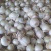 Fresh Garlic Pure White Garlic Supplier