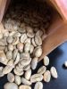 Green  Arabica  Coffee Beans