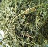 Alfalfa hay grade for sale