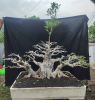 High Quality Bonsai Trees Ornamental Plants and Decorative Pots Direct from Indonesia