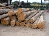 African Teak Wood