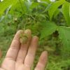 Sweet Tea Natural Plant Used for Food, Drink, Beauty and Eaten by Diabetics Raspberry Leaf a Sweetener Instead of Sucrose and Rich in and Tea Polyphenols