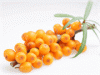 Sell Seabuckthorn fruit Oil