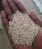 Organic Sesame Seed