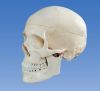 Sell Human skull model