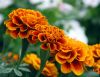 [GMP manufacturer] Sell Marigold Extract /lutein