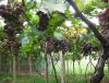 Sell Grape Seed Extract