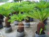 Sell cycas revoluta