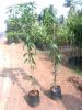 Sell for mango Grafted plants