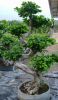 Sell S style ficus microcarpa