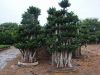 Sell ficus microcarpa like forest