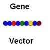 gene vector