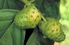 Sell noni-Fruit Juice