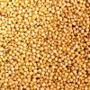 Sorghum