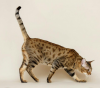 Serval and F1 Savannah Kittens Available