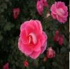 Chinese Hybrid Tea Rose