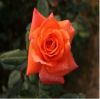 supply bare root rose plant from China-Plants