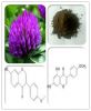 Sell Red Clover extract 20%-40% Isoflavones