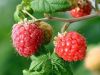 Sell Raspberry Friut Extract