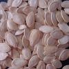 Sell Shine skin pumpkin seeds