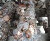 Sell Frozen Mushroom Grow In Autumn