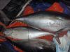 Chilled Fresh Yellowfin Tuna 35kg and Up