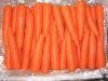 Sell Fresh carrot