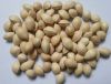 Sell Fesh Ginkgo Nuts And gingko Pizhou White Nuts