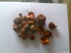 Ox Gallstone