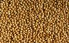 Sell Yellow Millet
