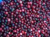 Sell Frozen Lingonberry