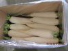 Sell fresh white radish