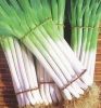 Sell scallion