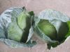 Sell fresh round cabbage