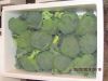 Sell 2012 fresh broccoli