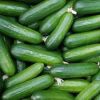 Fresh Cucumber