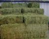 Sell Alfalfa Hay in Bales