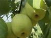 Sell pears and apples--fruits