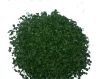 dehdyrated green chives